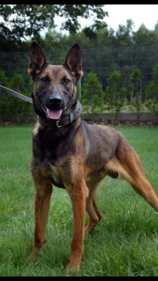 Ogon, the K-9