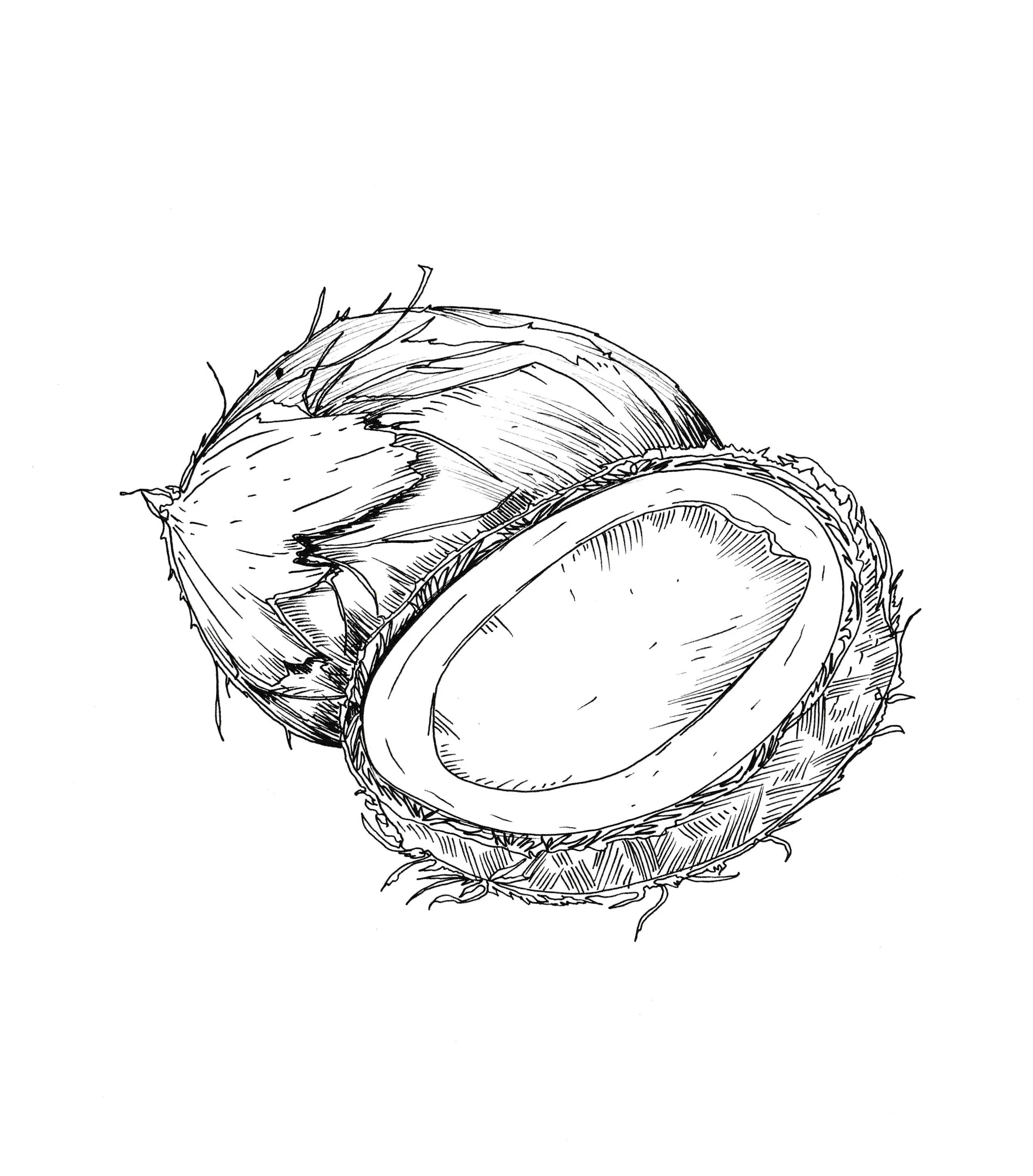 Noix de coco.jpg