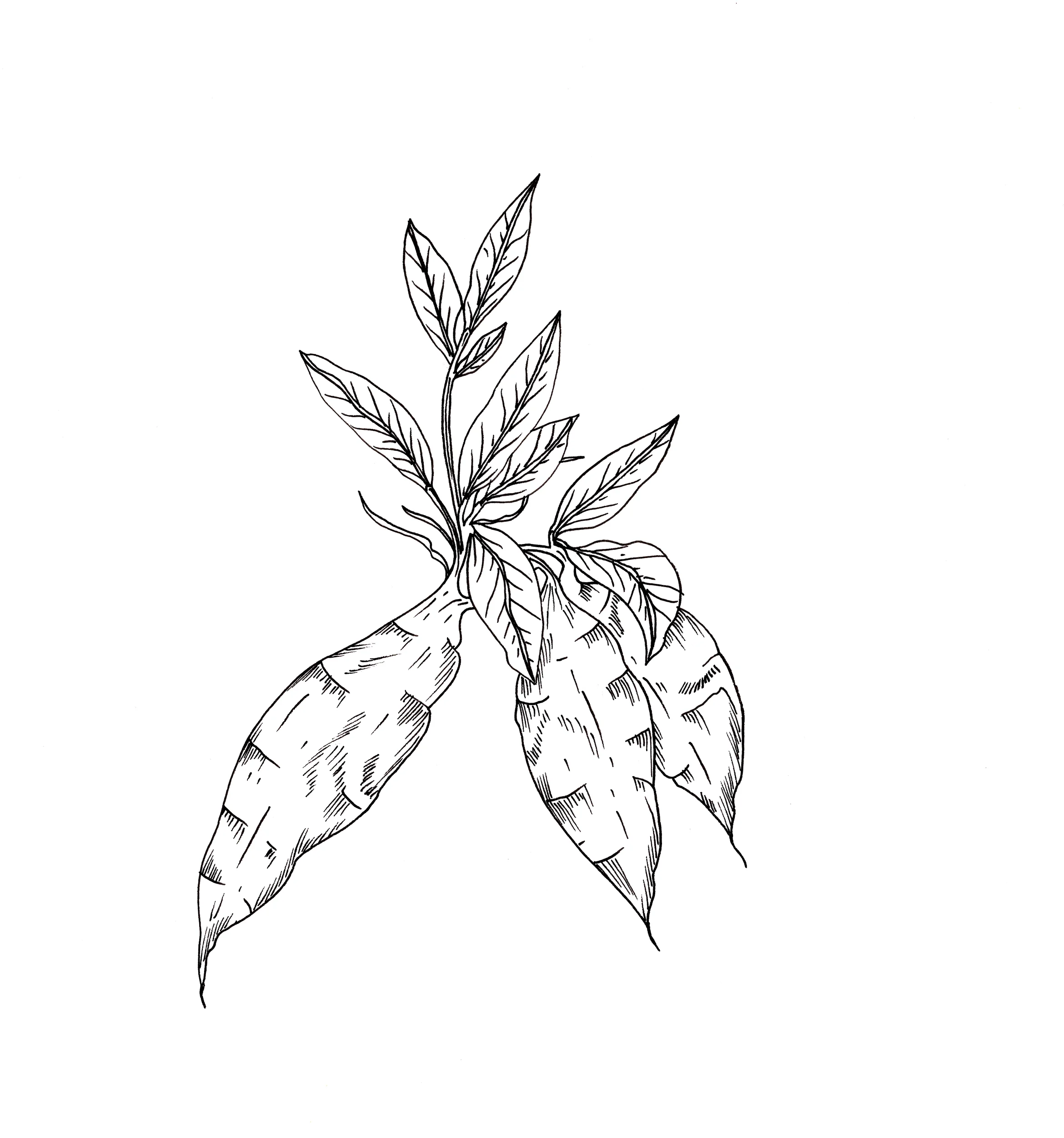 Arrow-Roots.jpg