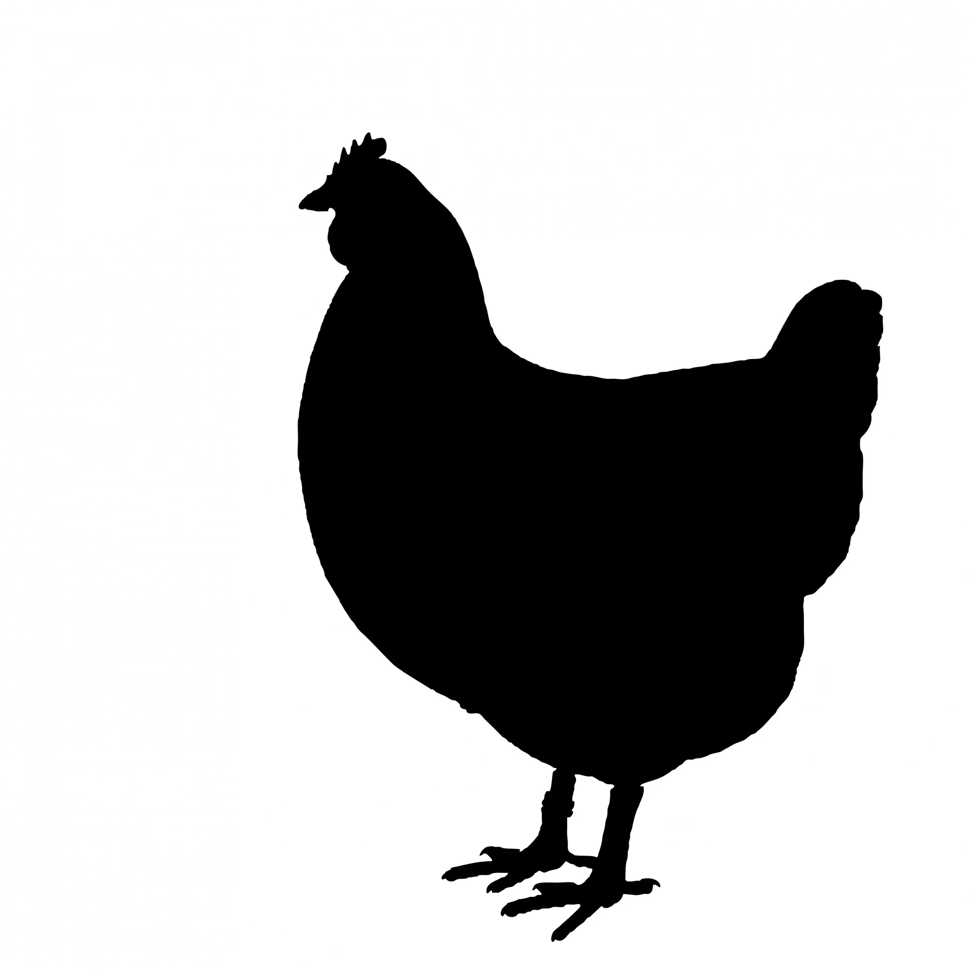 Natural Chicken vs. Organic