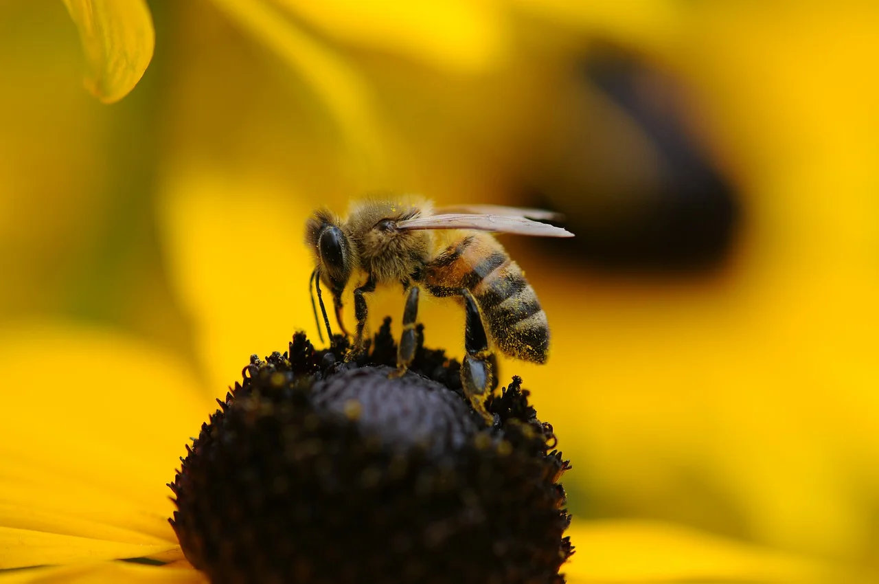 Give Bees A Chance