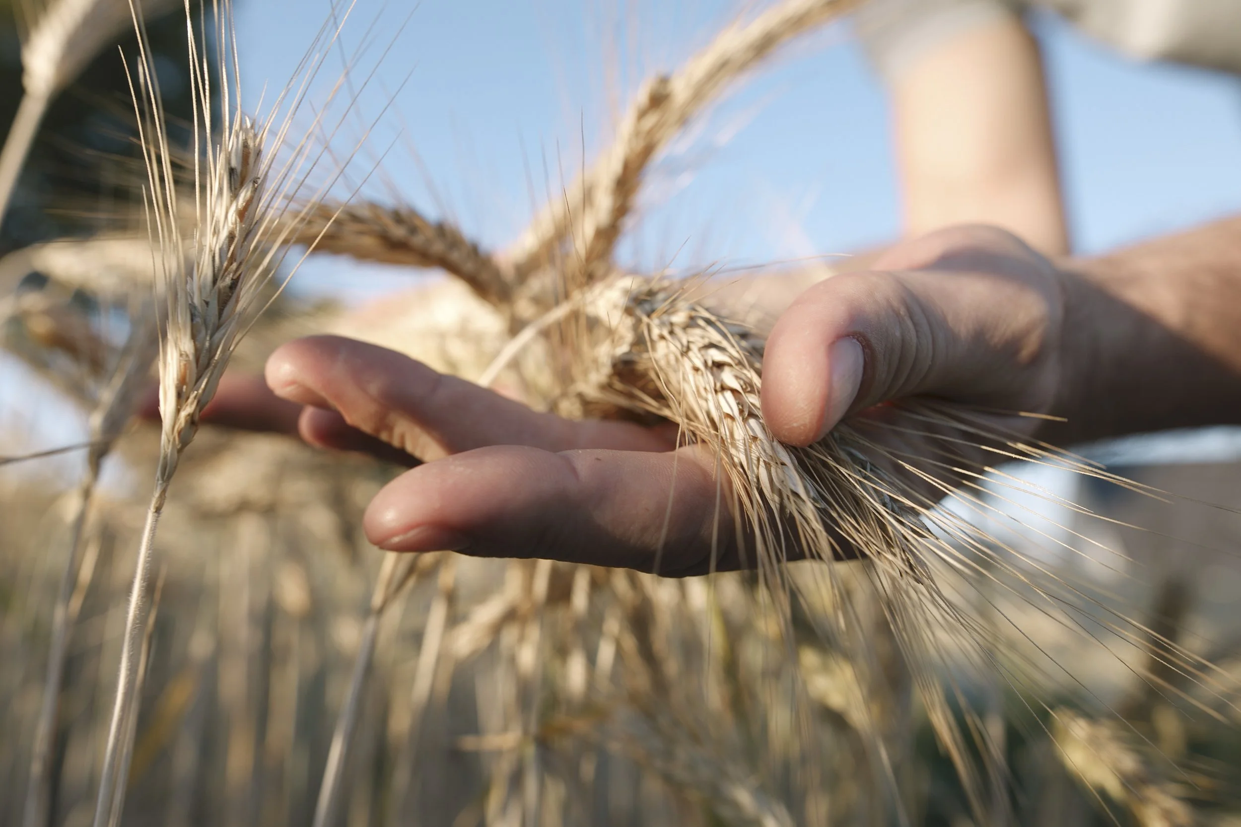 The Problem Isn't Wheat-It's What They Have Done To It...
