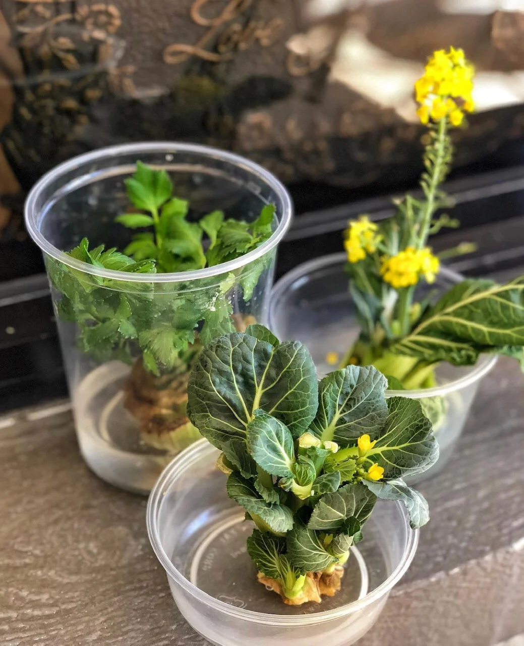 Let Goodness Take Root!