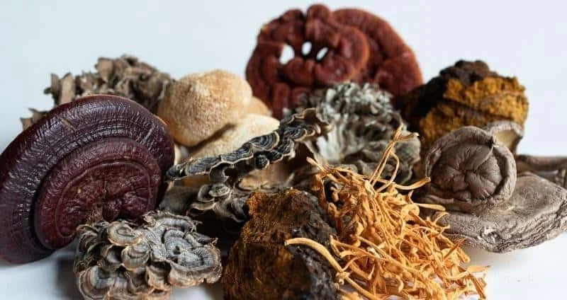 Top 7 Benefits Of Medicinal Mushrooms
