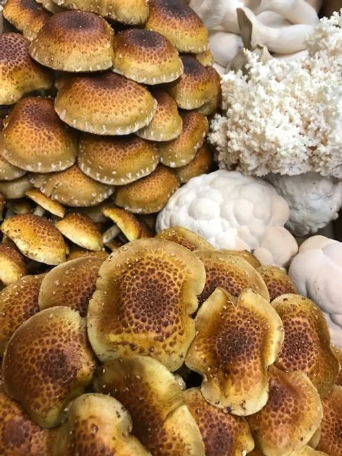 Exposing Your Mushrooms To Sunlight For More Vitamin D 🌞