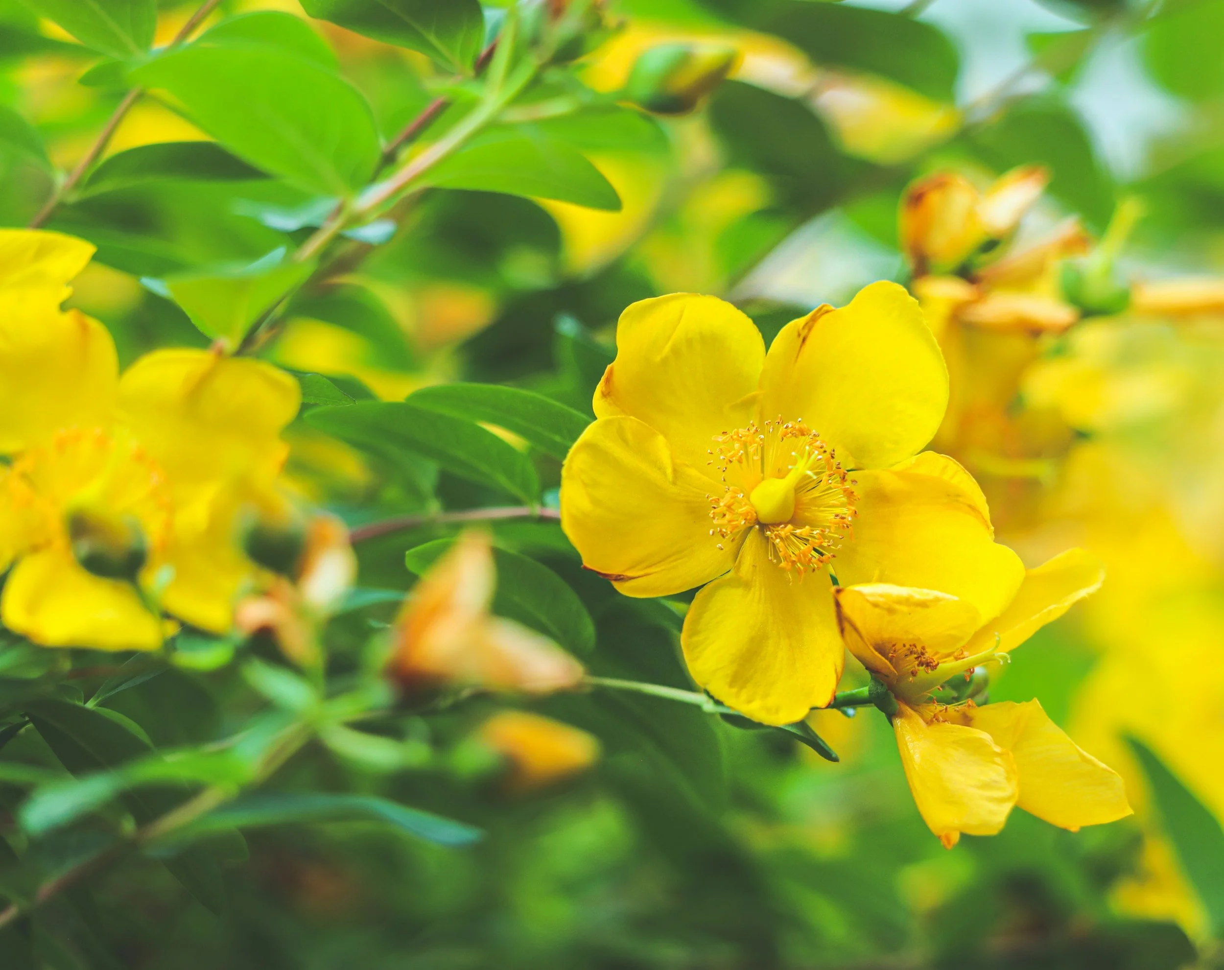 St. John's Wort For S.A.D.