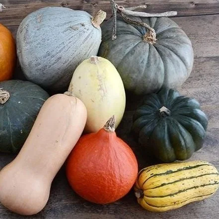 Guide To Popular Winter Squash 