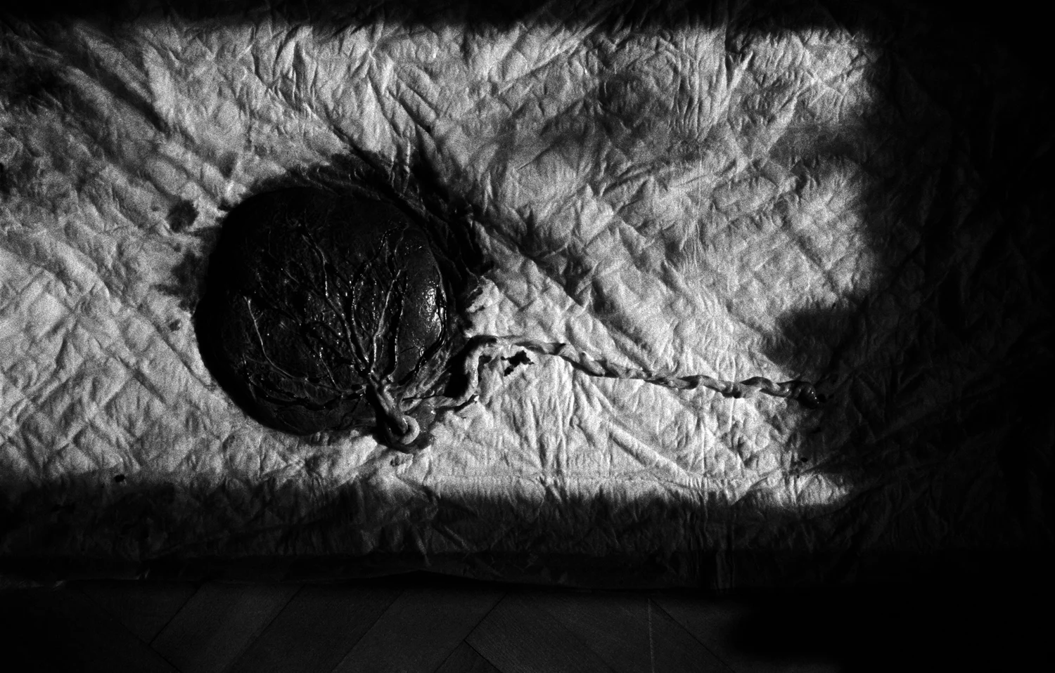 KlemenSkubic_Nest_06.jpg
