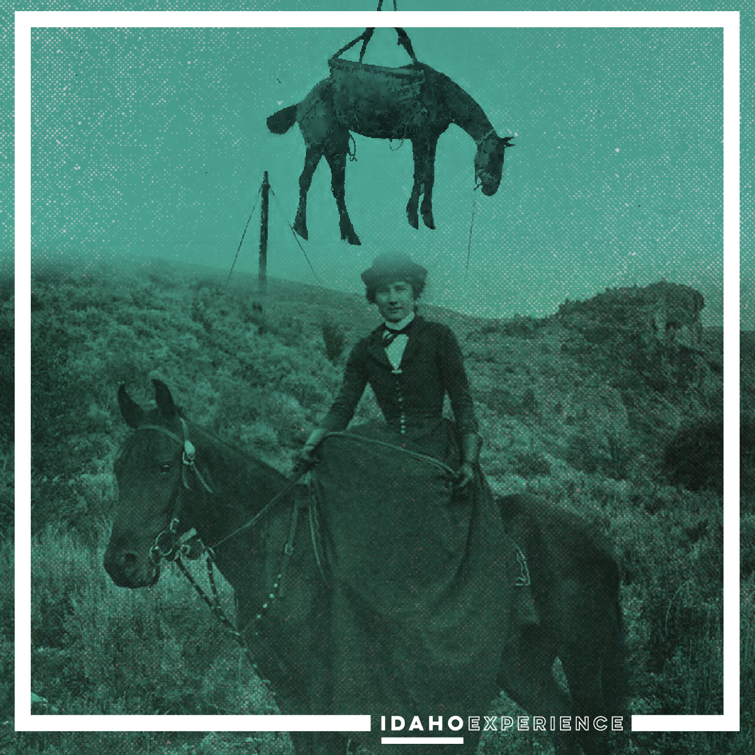 Kittie Wilkins.hanging horse.png