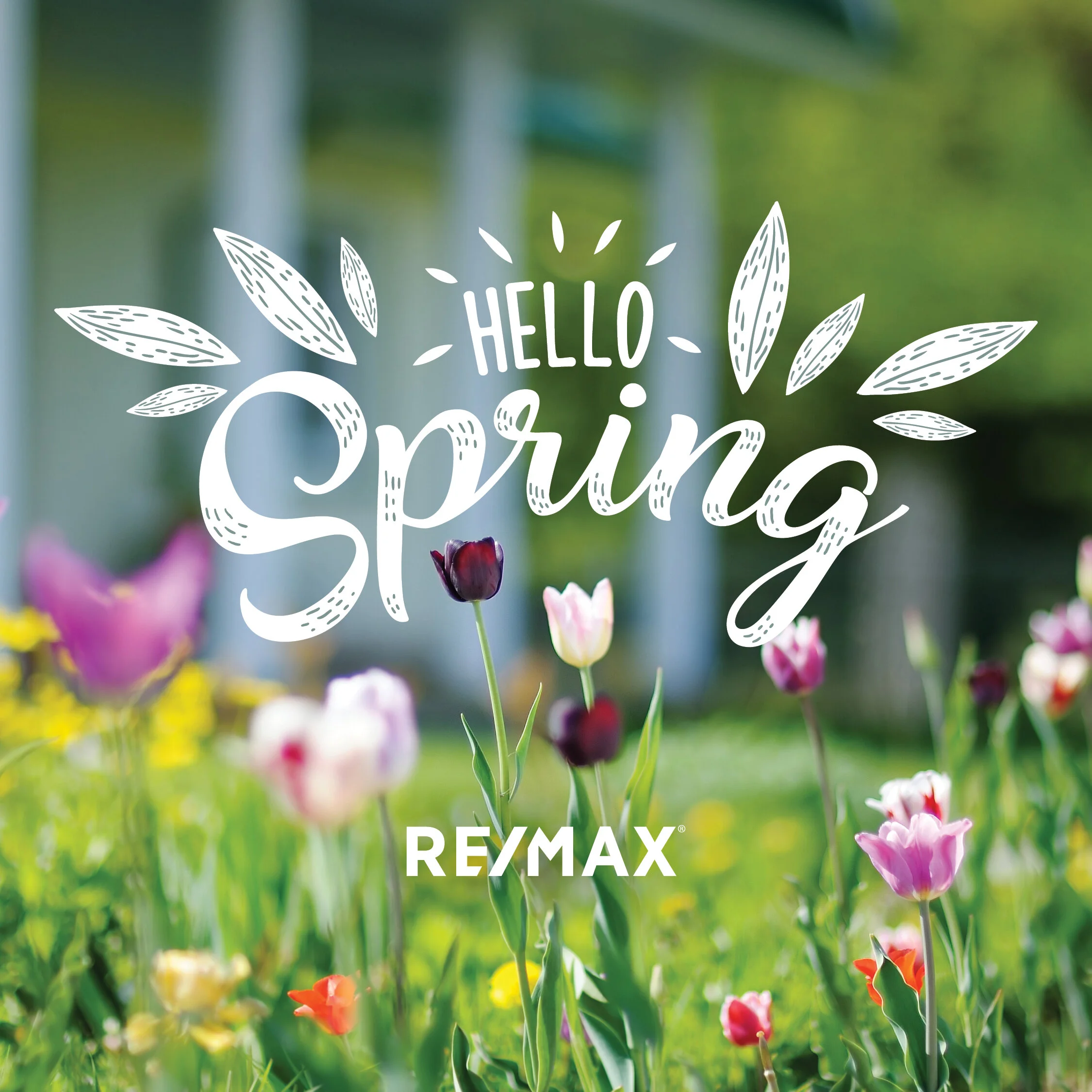 tulips with the words hello spring on top