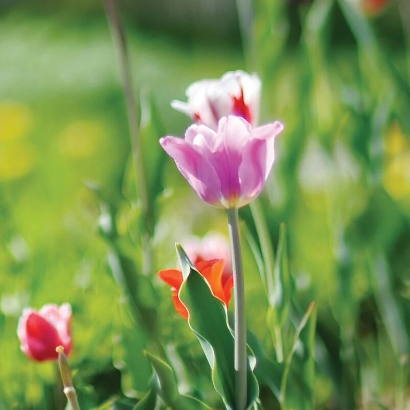 Freshen Up Your Decor For Spring