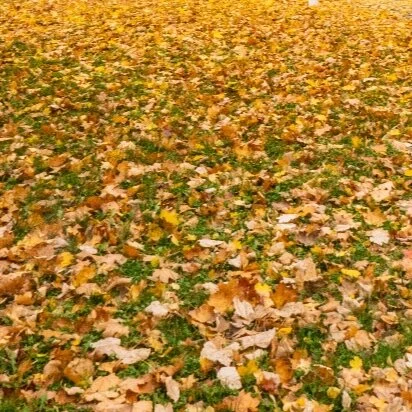 4 Simple Tasks to Do in Fall for an Awesome Lawn in Spring