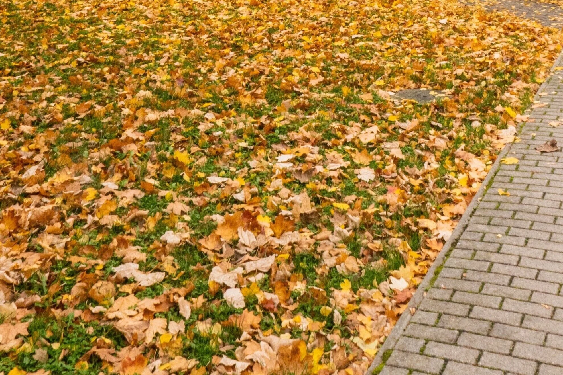 lawn covered with yellow leaves
