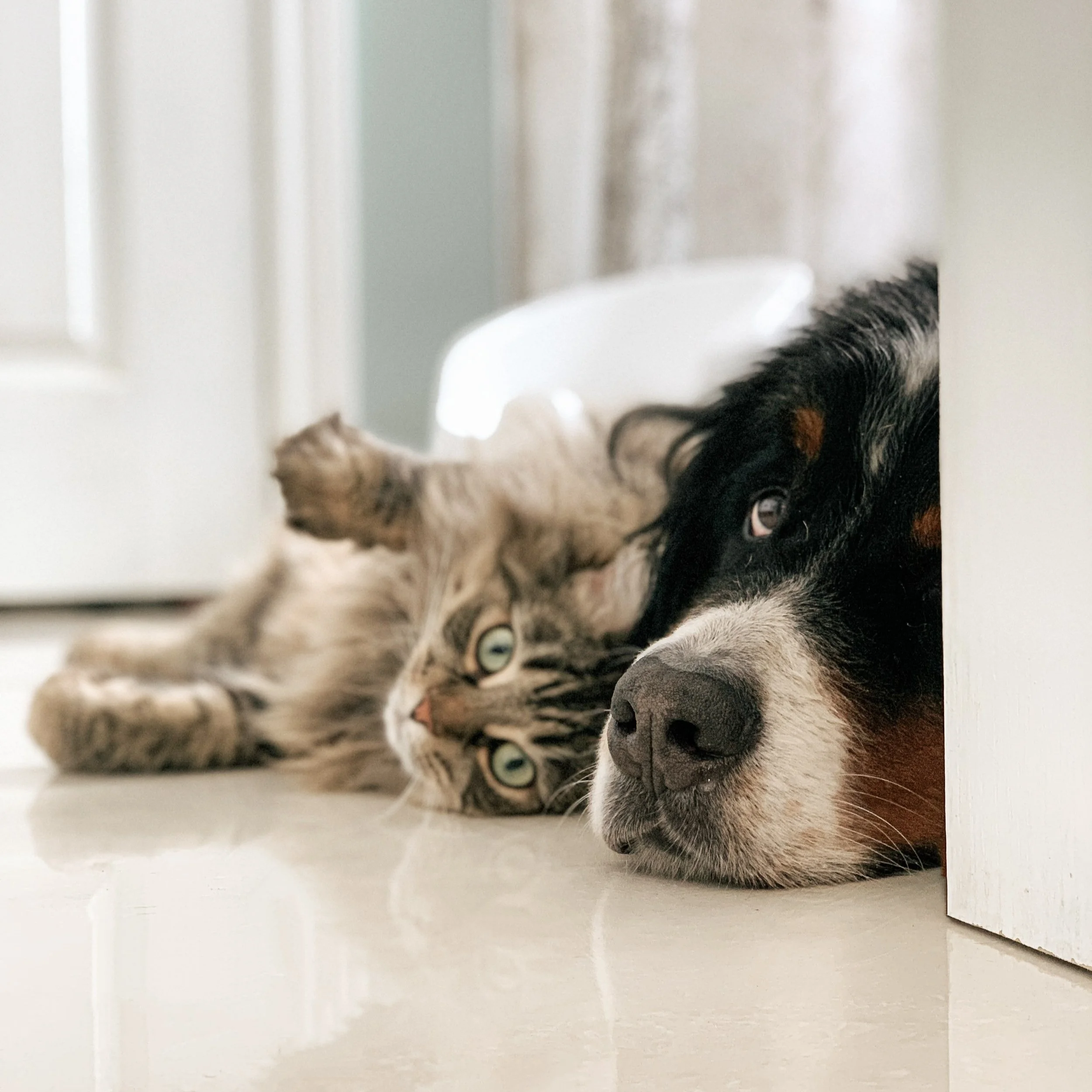 Selling Your Home? Is Your Listing ‘Pet-Friendly’?	