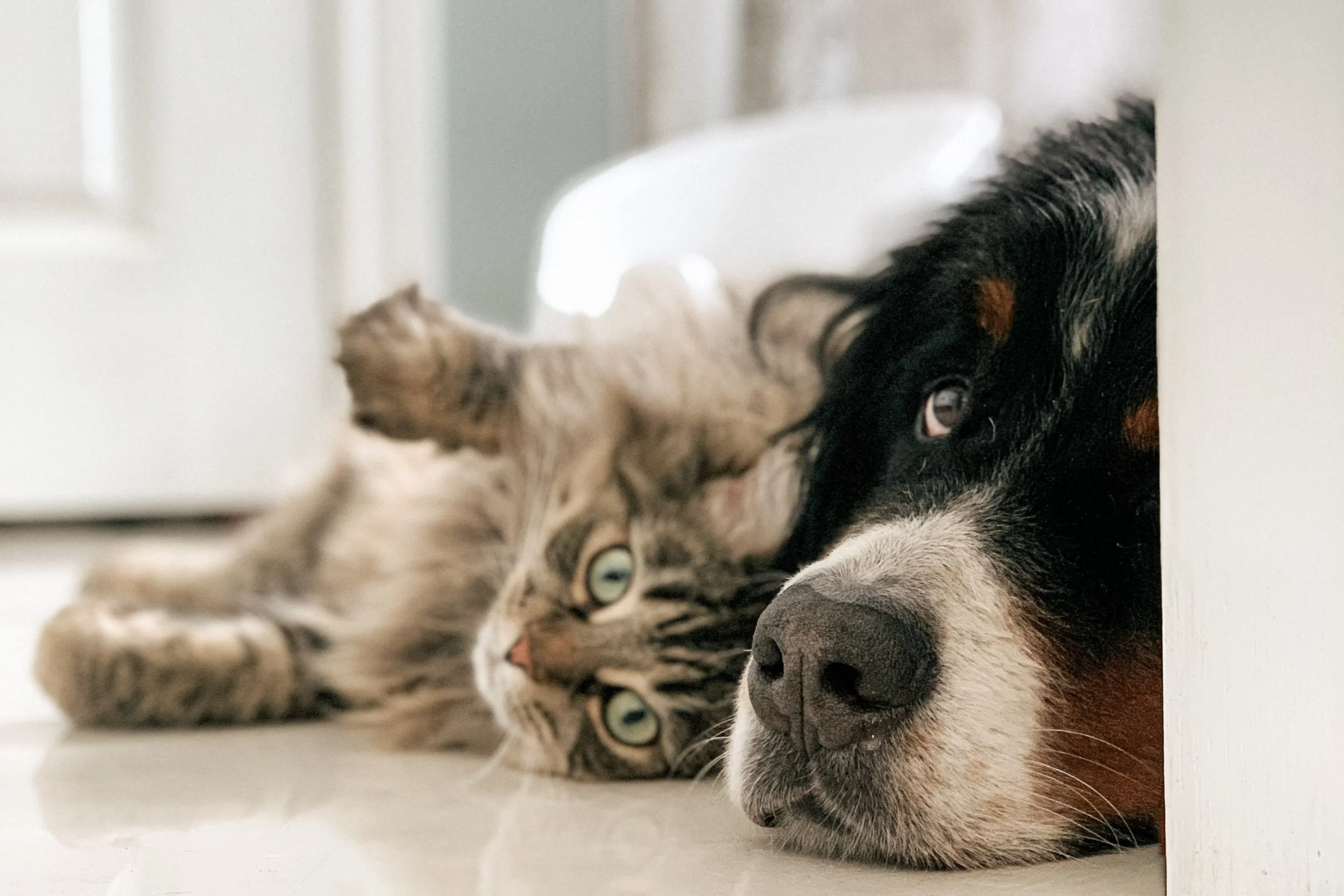 dog and cat lying togther on floor inside home