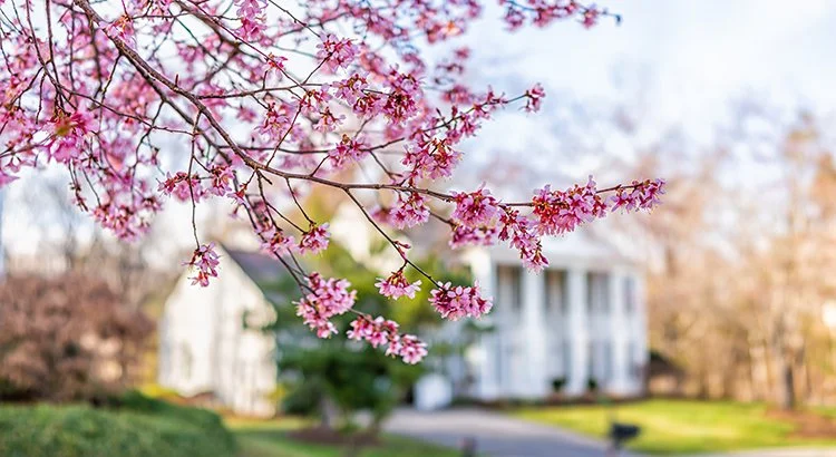 cherry blossoms in the front yard of a home