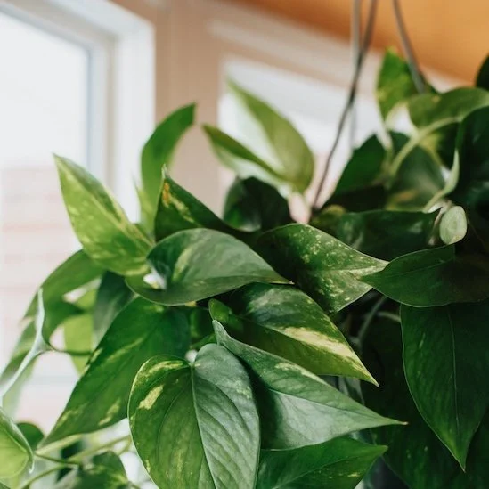 Air-Purifying House Plants