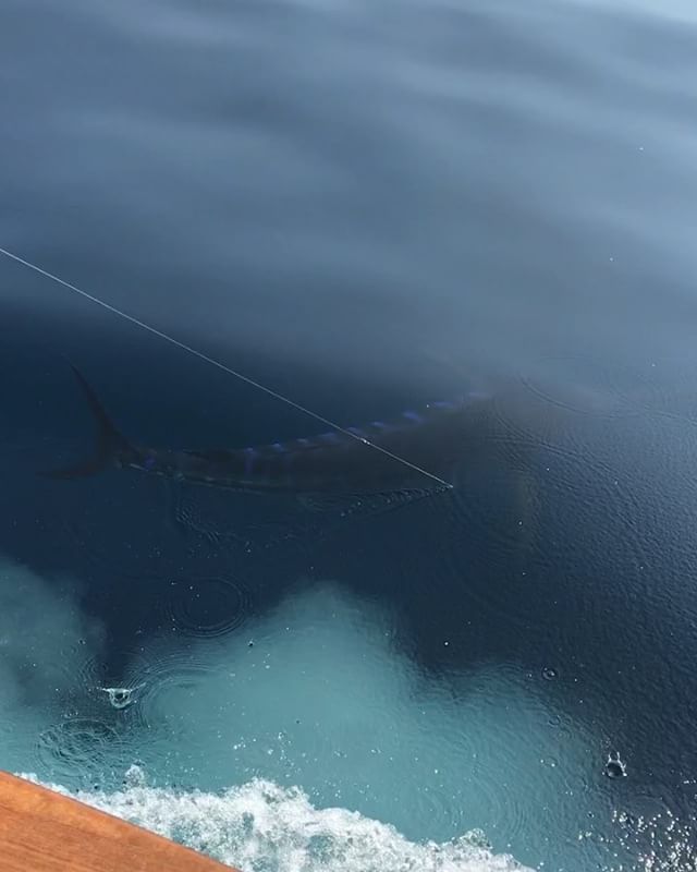 3 Days of GREAT Fishing at Virginia Beach! 4 Blue Marlin and 9 White Marlin. Talk about Dock Pride. Doesn&rsquo;t get much better than that! 
#bluemarlin #whitemarlin #virginiabeach #sportfishing #sportfishingboat #diamondgirlboat