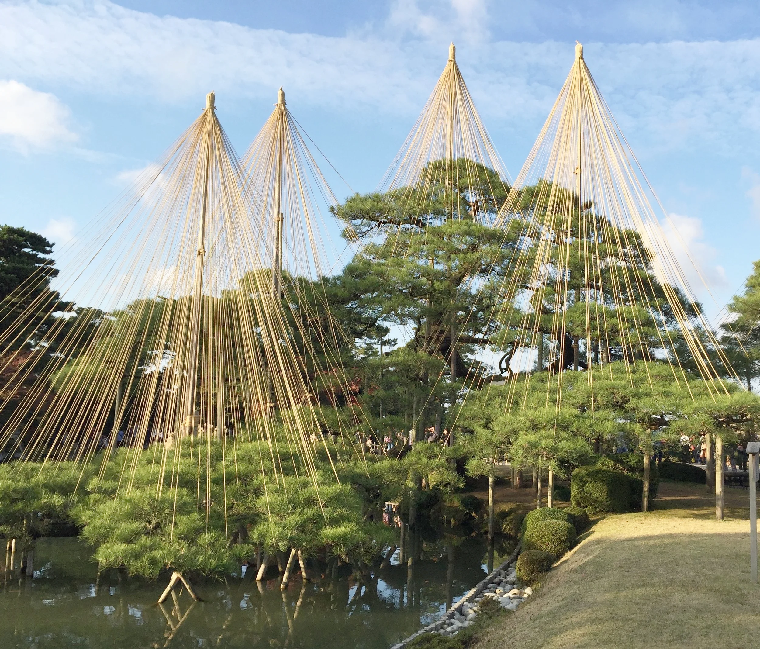 kanazawa pine trees copy.jpg