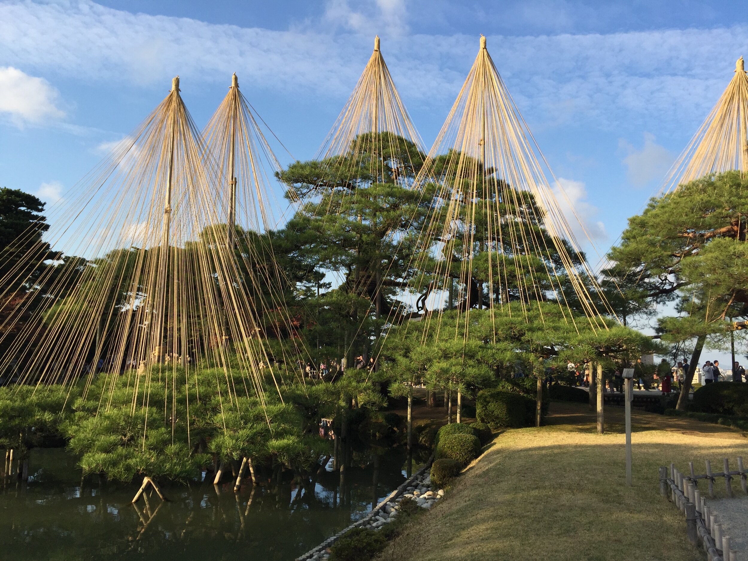 kanazawa pine trees.jpeg