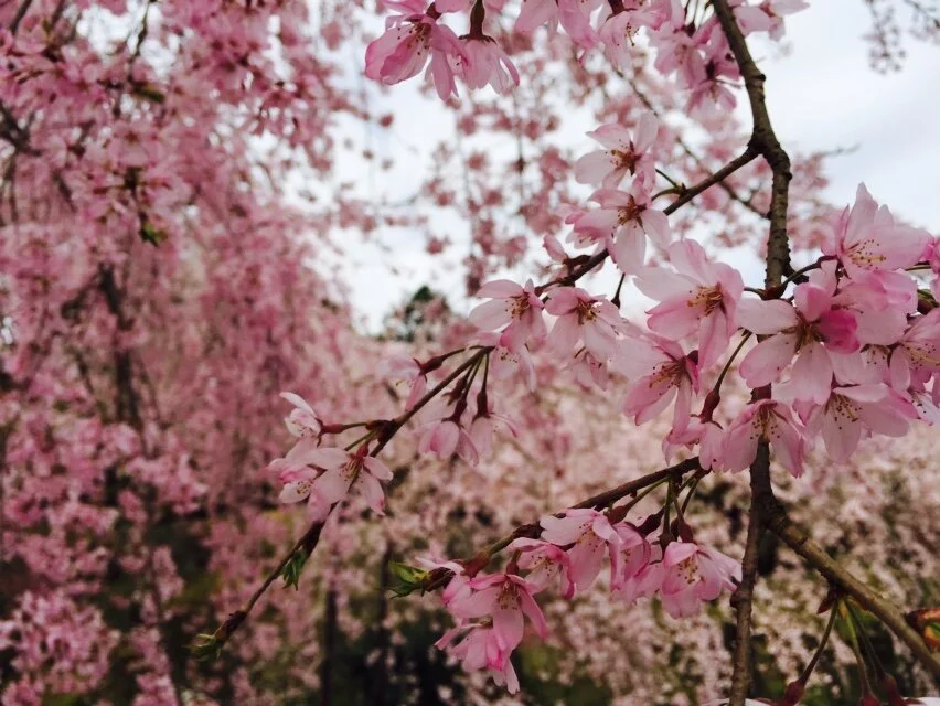 cherryblossoms kyoto.JPG