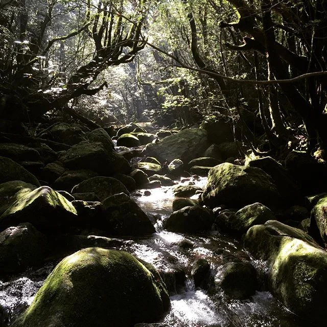 Kusukawa trail. It&rsquo;s very green and beautiful, a trail utilized during the Edo period to transport cedar shingles (men), food (women). A beautiful serene hike, if you&rsquo;re interested..... #yakushima #yakushimatrip #japantravel #traveljapan 