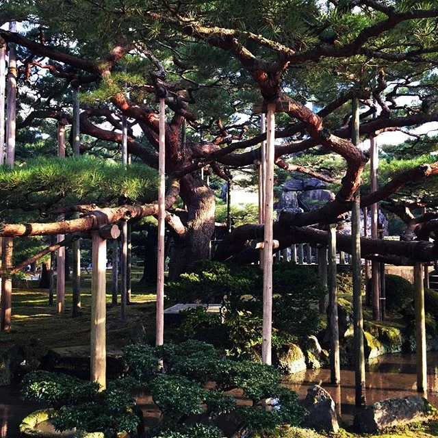 &ldquo;Yukizuri&rdquo; in Kenrokuen Garden.  The pine trees are winterized, to help them withstand the heavy snow. #kanazawa #kenrokuen #pinetrees #thelynke #traveljapan