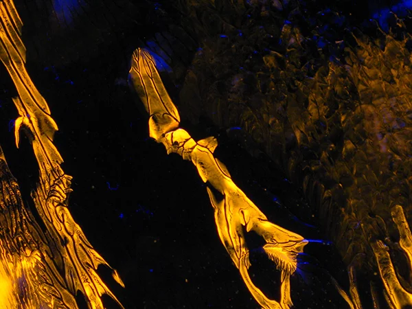 Orange Severed Limbs