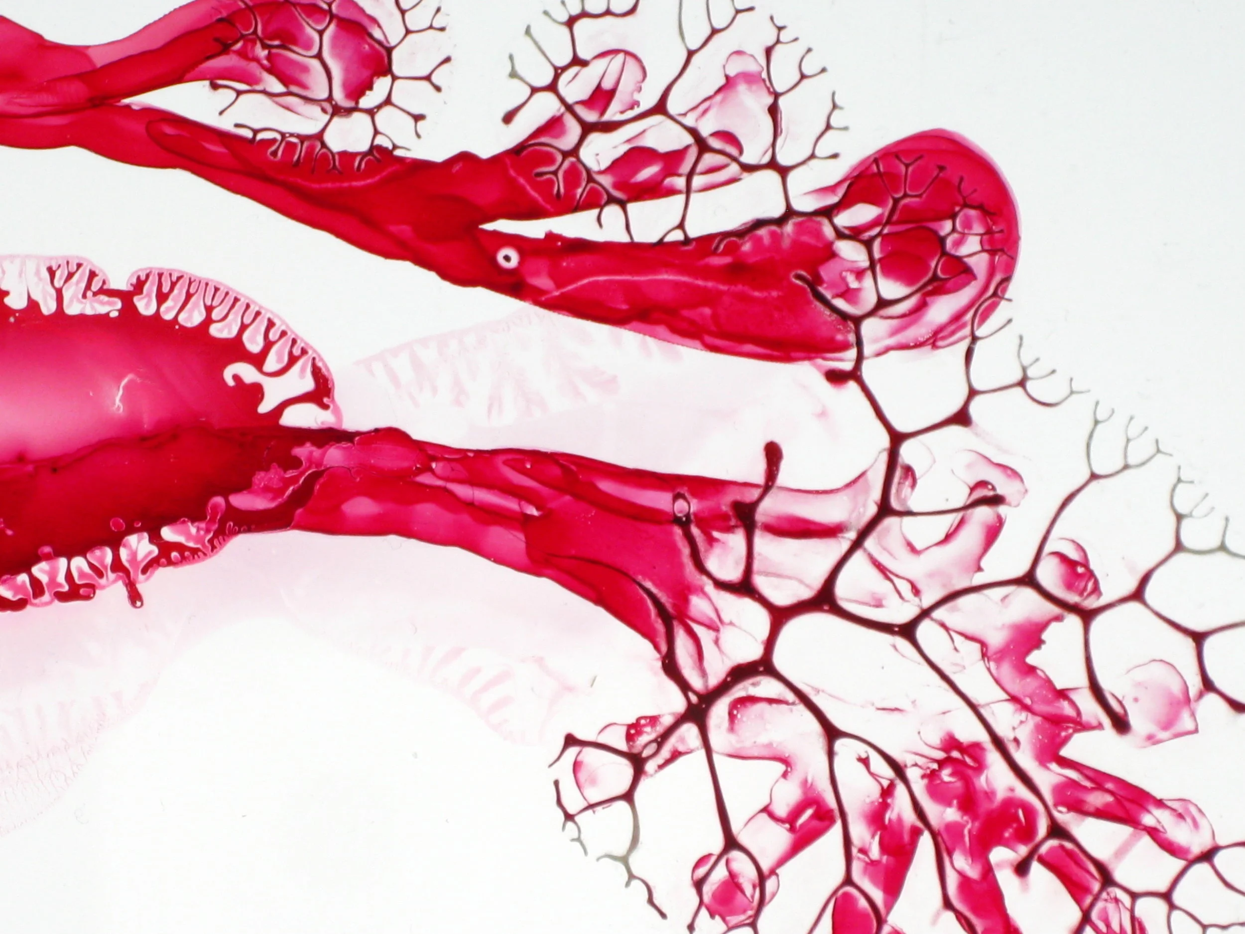 Red Succulus (close up)