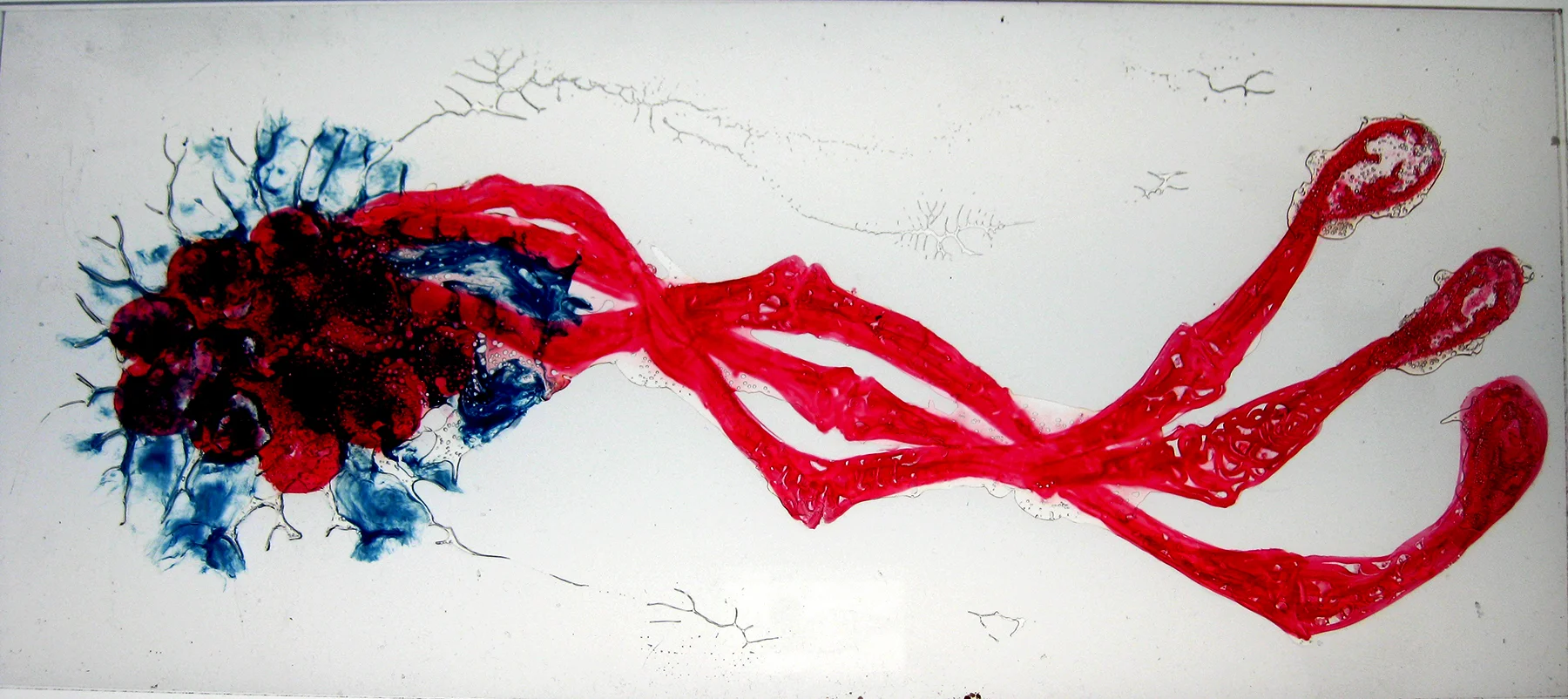 Americanus Succulus