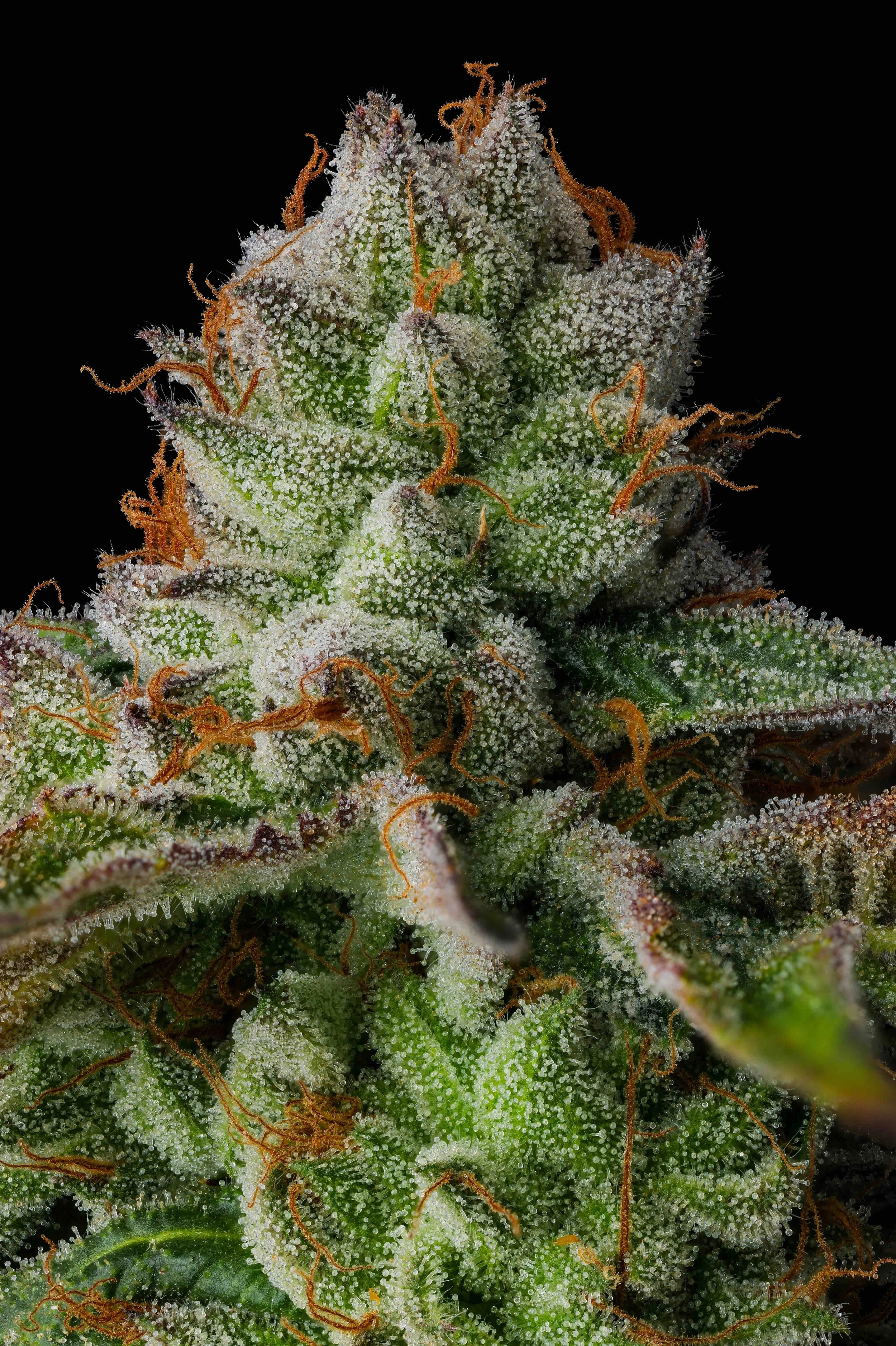 Macro photograph of Grand Caper cannabis flower by Purple Caper Seeds showing dense trichome coverage