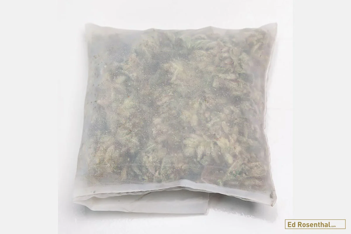 It’s crucial that you ensure clean, high-quality source material, whether you’re pressing rosin from trim, buds or hash. Photo by Fred Morledge – Dabsel.com