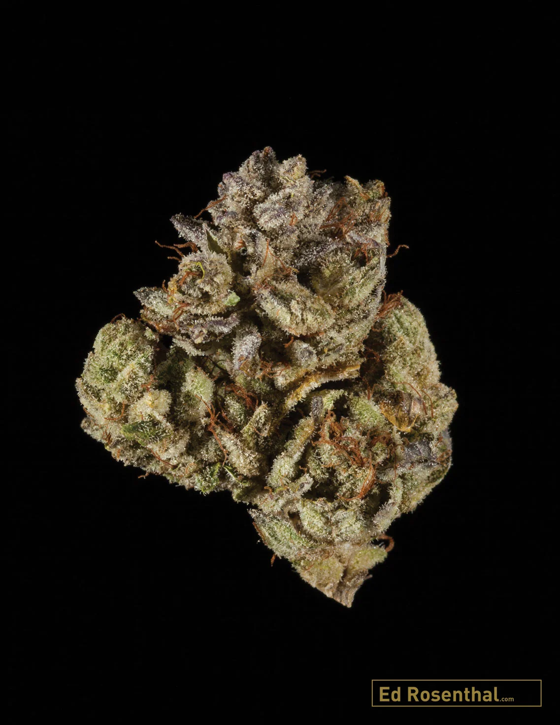 Gorilla Glue #4 - Photo by Justin McIvor