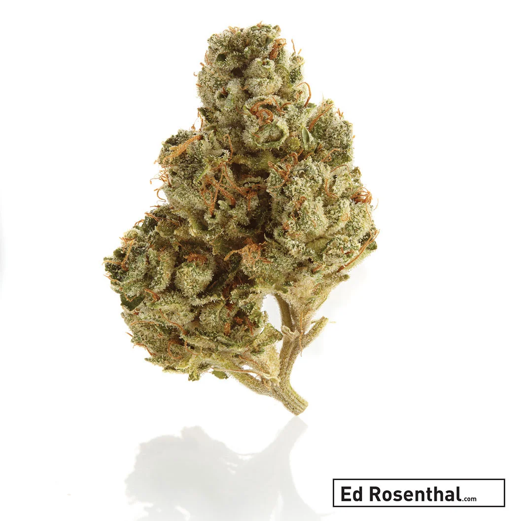 OG Kush – Photo by Nabim Sabella Photography