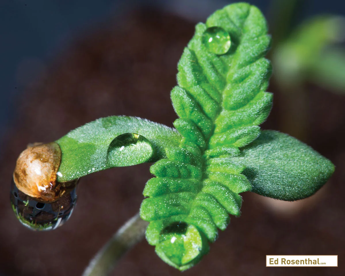 Here’s how to invent new types of marijuana by following the advice of expert breeders.Seedling. Photo by Professor P / Dynasty