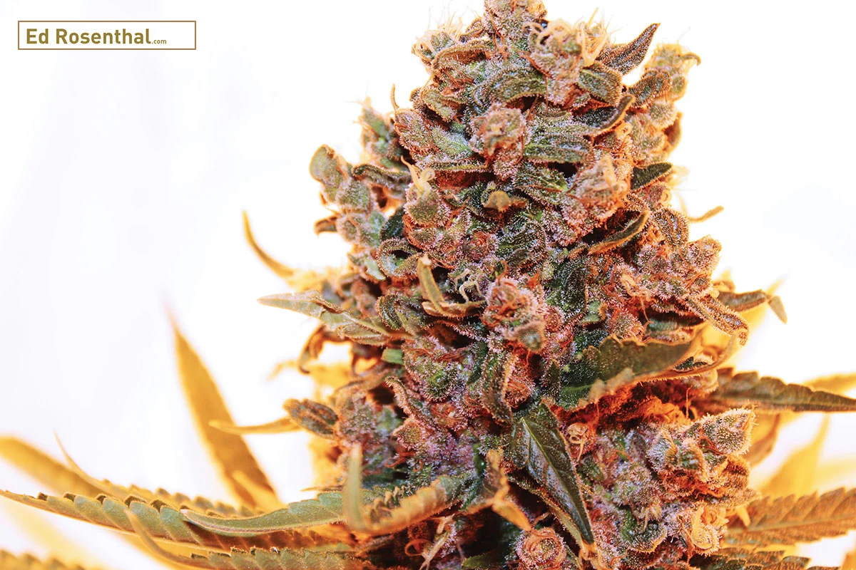 Photo by Purple Caper Seeds