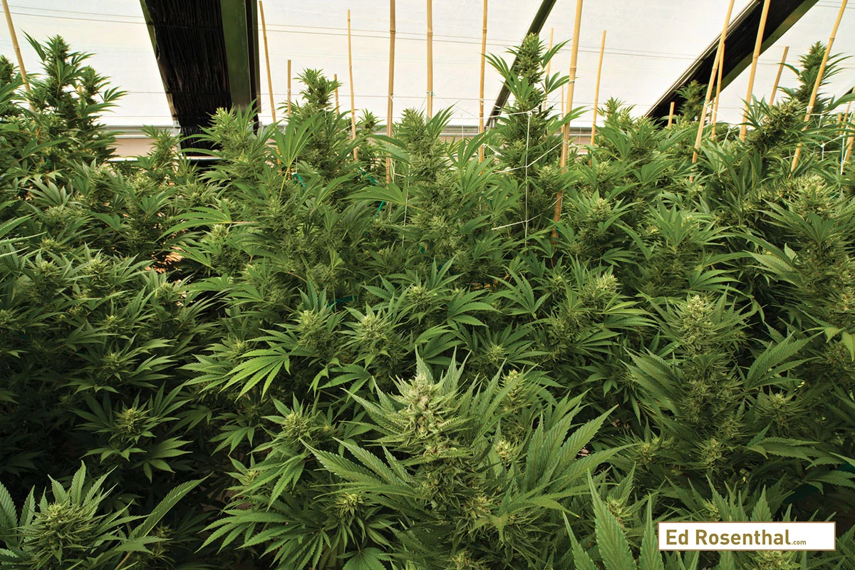 Tangie – Photo by Crockett Family Farms