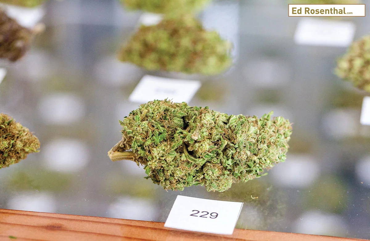 It would not be surprising to see future combinations of modern pre-potent varieties and older, unexplored landraces as breeders search for the promise of new offerings. Photo by Gracie Malley.