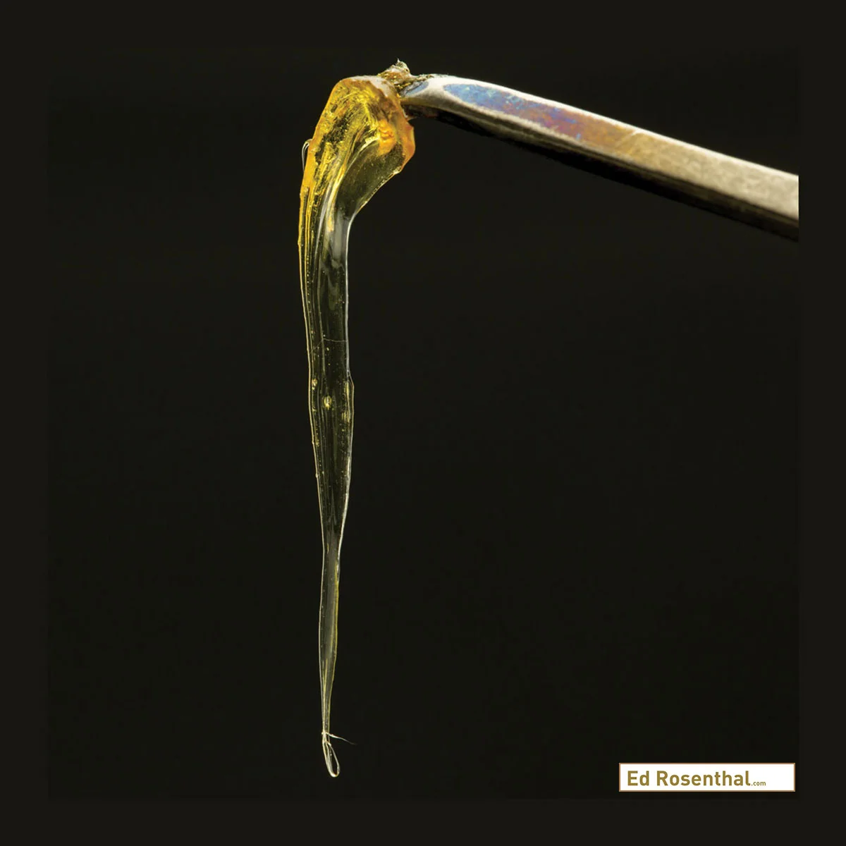 BHO Dab - Photo by Professor P / Dynasty
