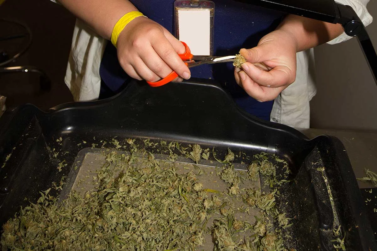 Ed_Rosenthal_trimming_weed.jpg