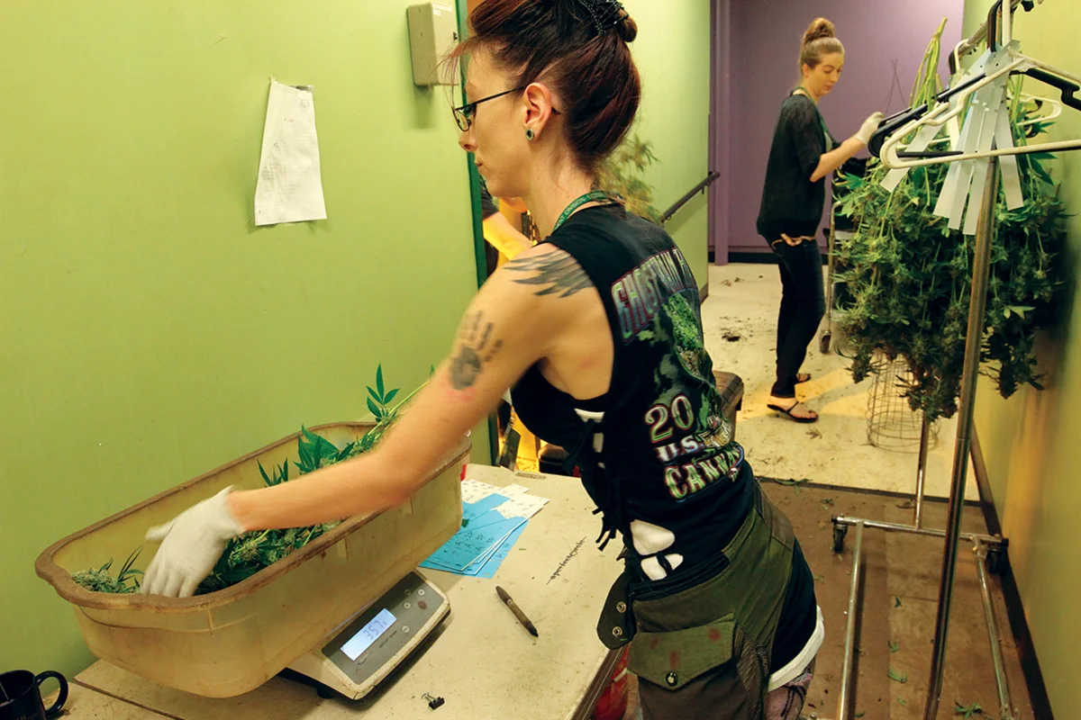 Women in Cannabis - Photo: Green Man Cannabis