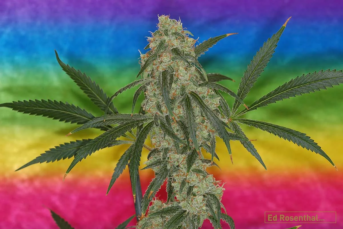 Jack Herer Strain by MZJillGrower