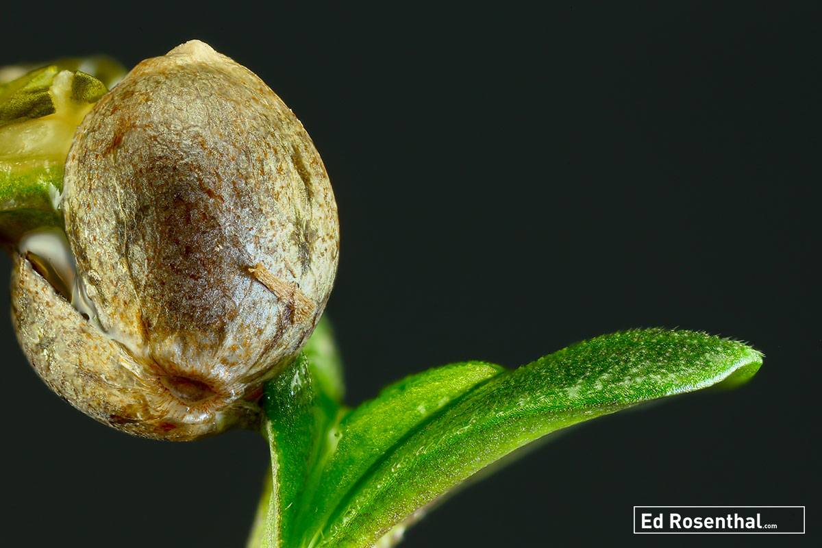Ghetto Bird Seedling - Photo credit Dynasty Genetics