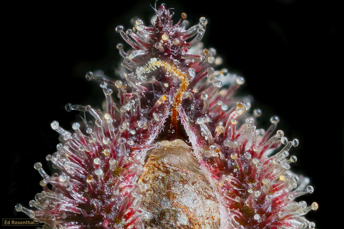Ringos Gift F3 Relic Seeds - Photo credit Dynasty Genetics Professor P.