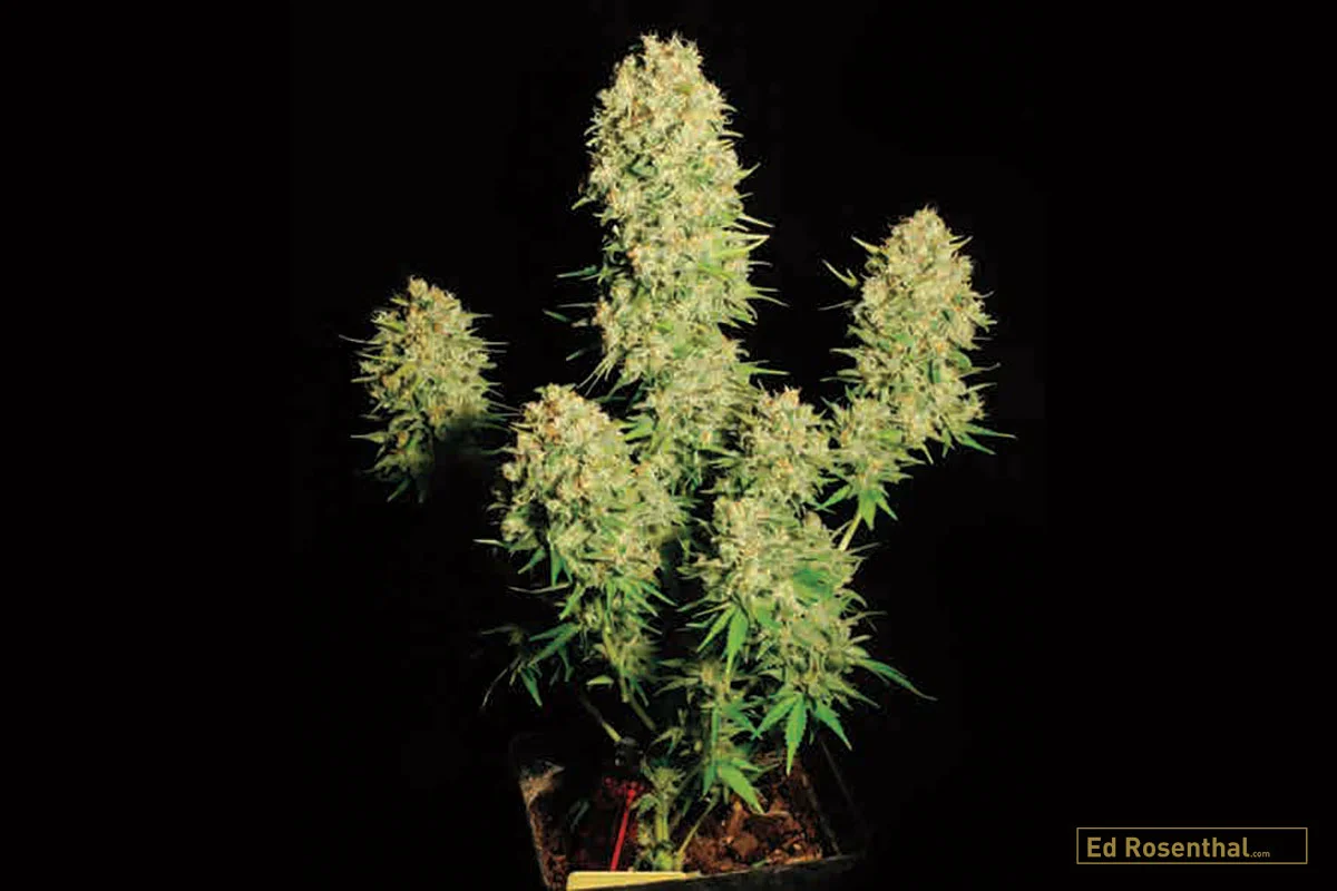 CHRONIC Northern Lights, Skunk, AK-47, Indica/Sativa: 50/50; Flowering: 56-67 days; High: longlasting, uplifting, stoney; Smell/Taste: sweet wildflower. By Serious Seeds