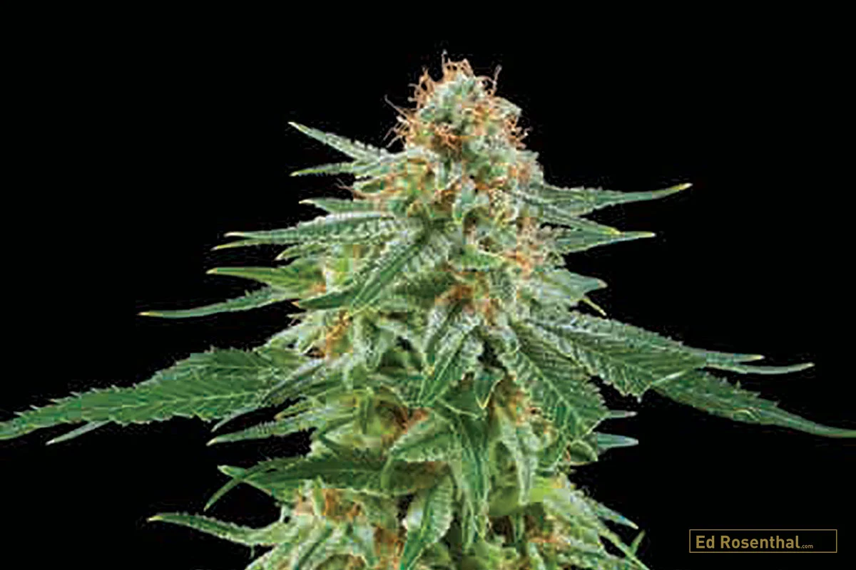 WHITE WIDOW AUTOMATIC Royal Critical Automatic x White Widow, Indica/Sativa/Ruderalis: 40/40/20; Flowering: 75 days, High: physical; Smell/Taste: sweet and sour, citrus. By Royal Queen Seeds