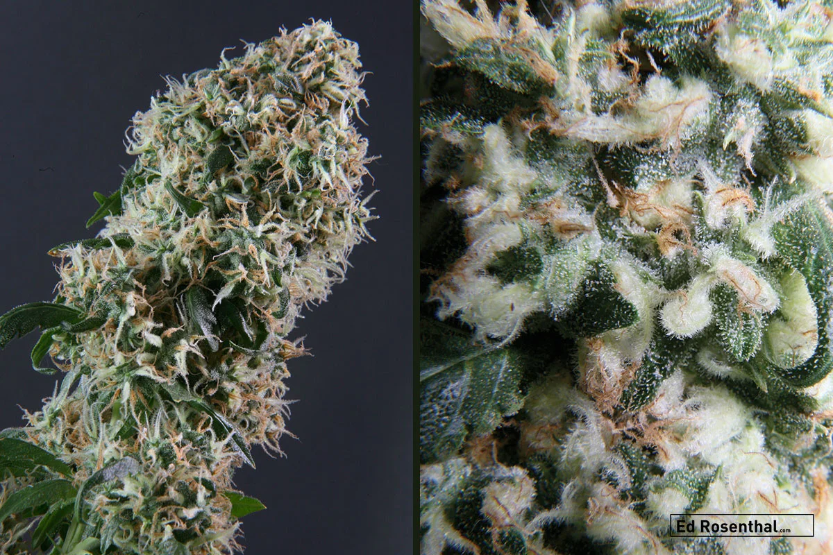 ED ROSENTHAL SUPER BUD Indica/sativa ratio: 65/35: Buzz: Creative, light-hearted: Flavor: tropical, fruit salad: Time till maturity: 55-65 days/Nov. : Parents: Afghanis, North Indian, Thai, African, Mexican, Jamaican Yield: up to 500g/m2 in; up to 135g/plant in/ up to 500g/plant out. By Sensi Seeds