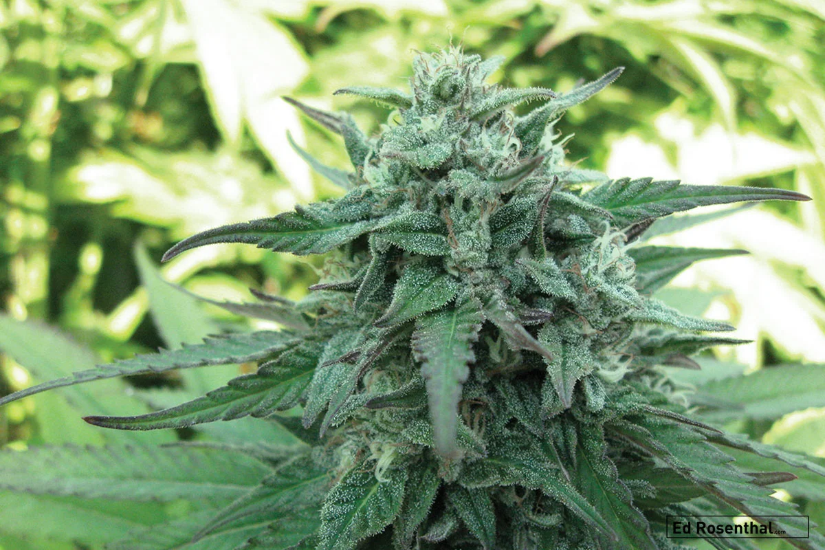 'SourTsunami' CBD strain.