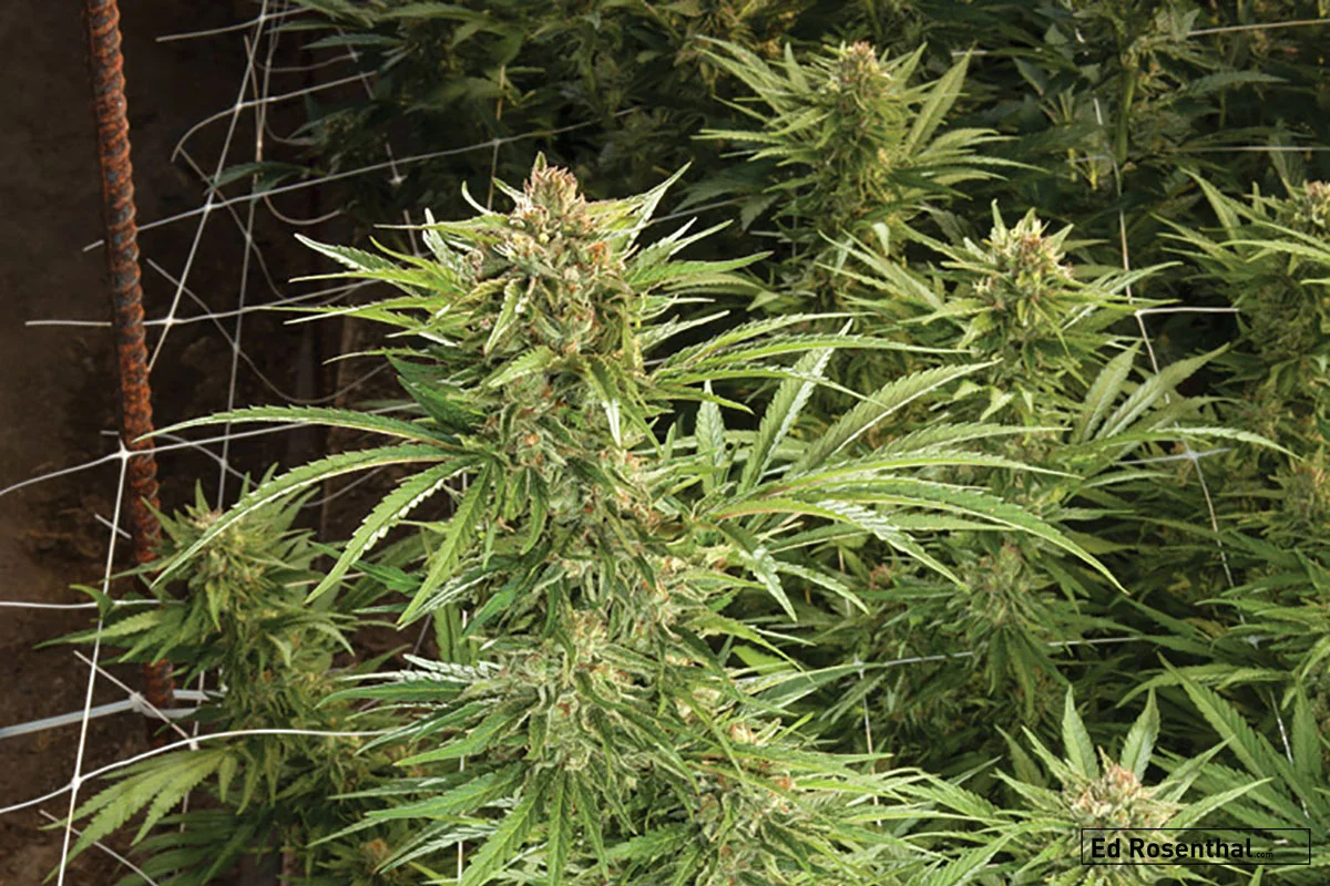 'lf Chocolate Tonic' CBD Strain - Photo Justin McIvor