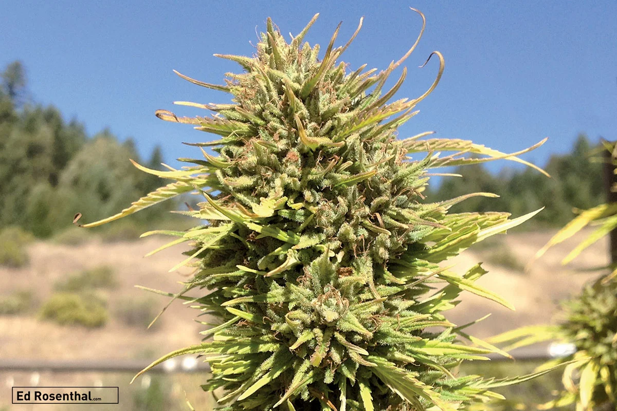 'Ringo's Gift' CBD strain.